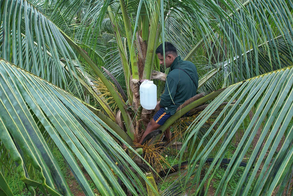 OUR FARMS